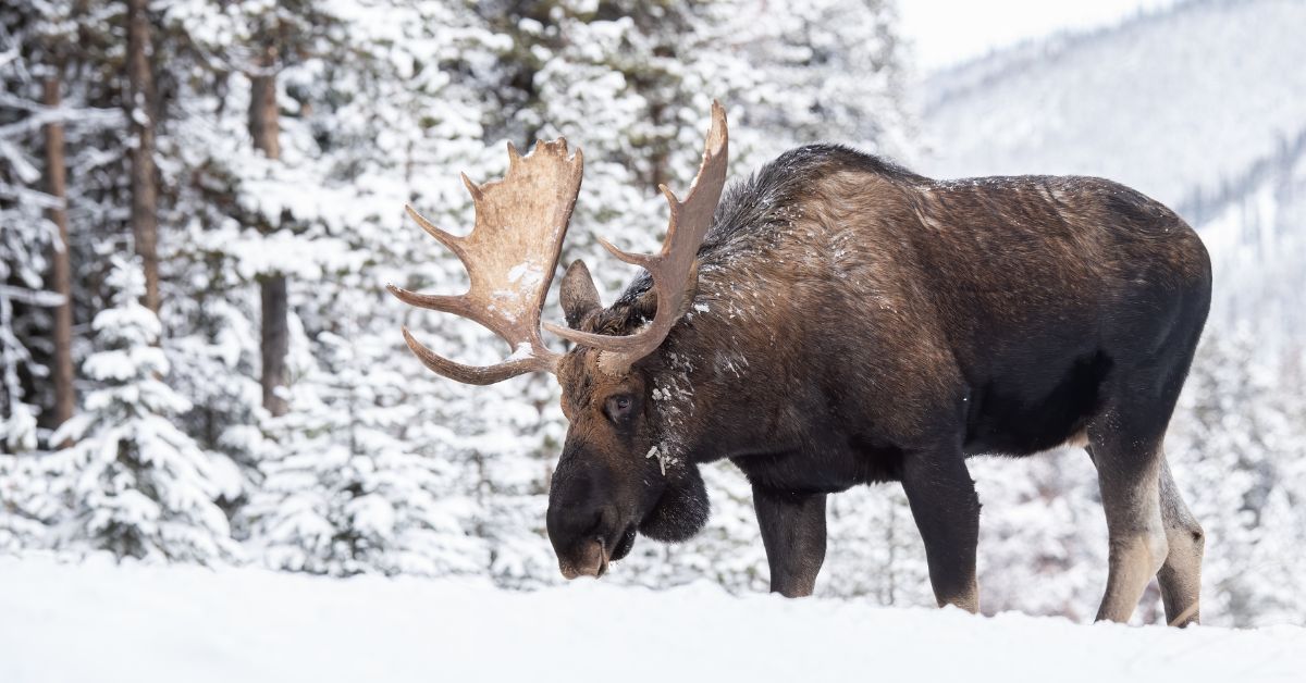 Can Technology Reverse Canada's Wildlife Decline