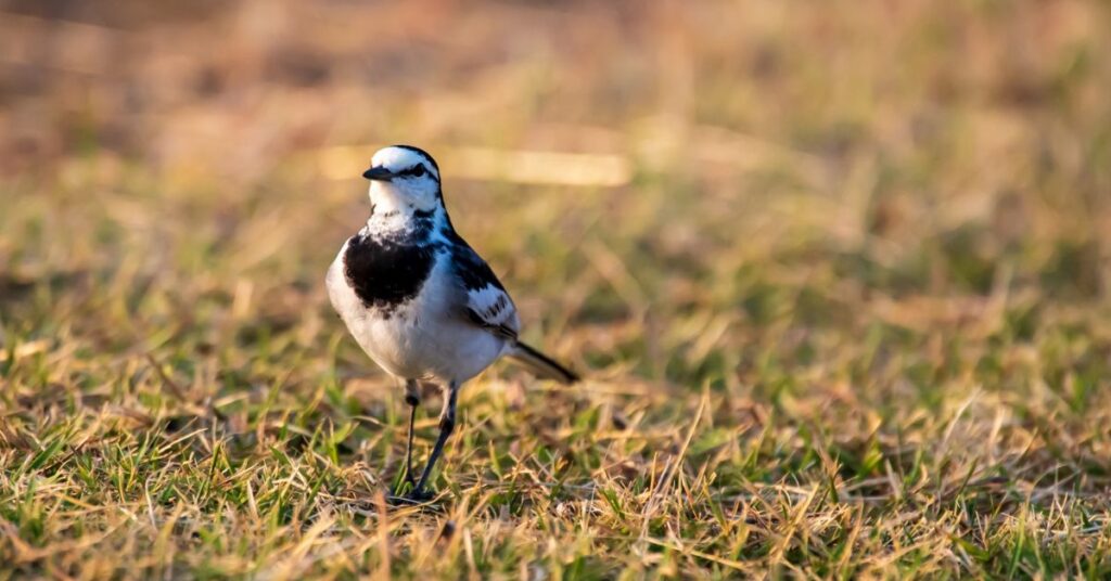 Low-Disturbance Monitoring Matters